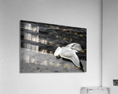 Fight or flight Acrylic Print