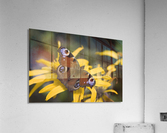 Butterfly (Lepidoptera) Acrylic Print