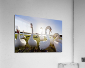 Swans Outdoors Acrylic Print