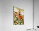 Wildflowers; Poppies In A Grain Field Acrylic Print