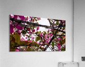 Criss-cross crabApple Sauce Acrylic Print
