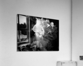 Delicate Folds Acrylic Print