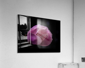 Magnolia Awoken Acrylic Print