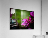 Drop of Green Swath of Pink Acrylic Print