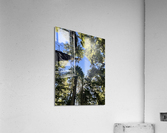 IMG 8419 Acrylic Print