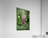 IMG 1194 Acrylic Print