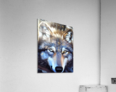 Gorgeous Wolf Acrylic Print