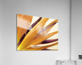 Heliconia flower Acrylic Print