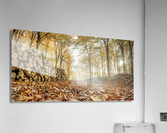 Stack of Logs in Forest Acrylic Print