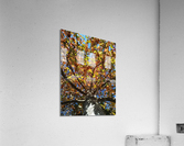 AUTUMN TREE Acrylic Print