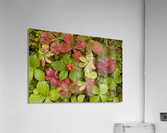 Dwarf Dogwood Growing From A Bed Of Dense Mosses, Transitions From The Greens Of Summer To The Reds Of Fall, Tongass National Forest, Alaska. Acrylic Print