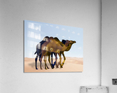 3Camel Acrylic Print