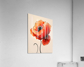 red poppy in the field Acrylic Print