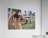 Alpaga relaxe Acrylic Print