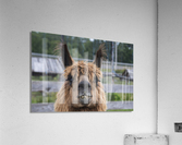 Alpaga pas content Acrylic Print