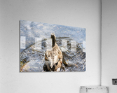  Canard qui joue dans leau Acrylic Print