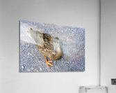 Canard au soleil   Acrylic Print