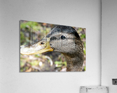 Canard Macro  Acrylic Print