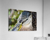 Jolie petit canard du Quebec Acrylic Print