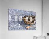 Canard perdu  Acrylic Print