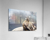 Canard qui flane  Acrylic Print