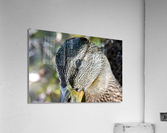 Le regard du canard  Acrylic Print