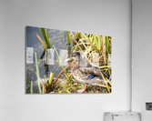 Belle journee au soleil Acrylic Print