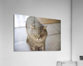 Gros minou Acrylic Print