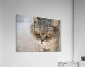 Chat Macro 2 Acrylic Print