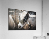 Nouveau bebe chevreau Acrylic Print