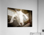 Chevre et desepoire sepia  Acrylic Print