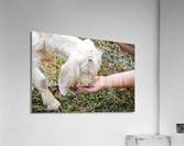 Chevre a la ferme Acrylic Print