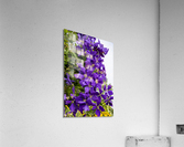 Grappe de clematis Acrylic Print