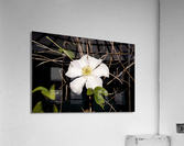 clematite des montagnes Acrylic Print