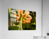 Lys macro Acrylic Print