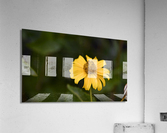 fleur au soleil Acrylic Print