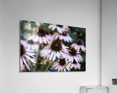 Echinace macro Acrylic Print