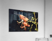 Fleur dete decorative Acrylic Print