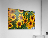 Champs de tournesol Acrylic Print