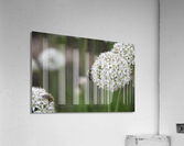 outside 00052 8 Acrylic Print