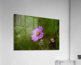 Fleurs cosmos Acrylic Print