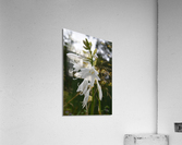 Fleur Blanche  Acrylic Print