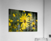 Fleurs Macro  Acrylic Print