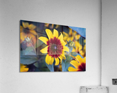 Margurerite eclatante Acrylic Print