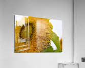 Tournesol big macro Acrylic Print
