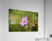 Cosmos solitaire Acrylic Print