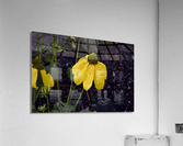 Pluie et deception Acrylic Print