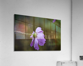 Cosmos sous la pluie Acrylic Print