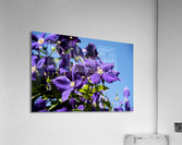 Plante mauve clematis Acrylic Print