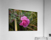 Rose solitaire  Acrylic Print